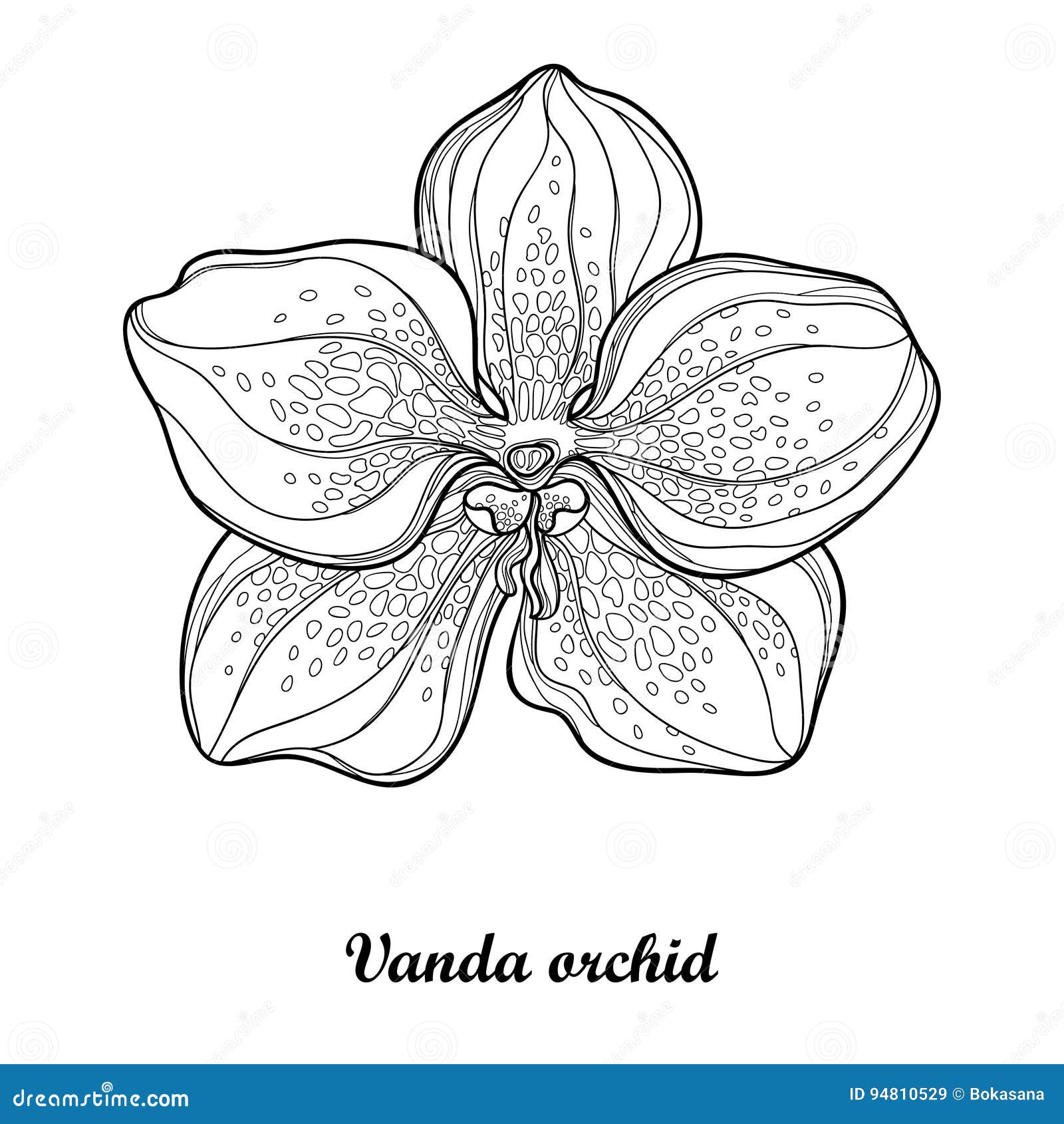 Нарисовать орхидею Ванду