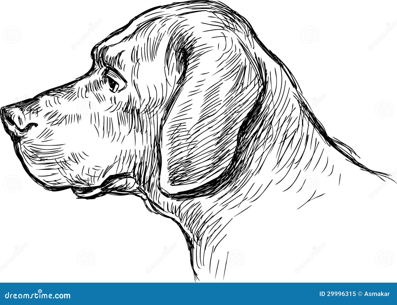 Dog profile stock vector. Illustration of white, sketch - 29996315