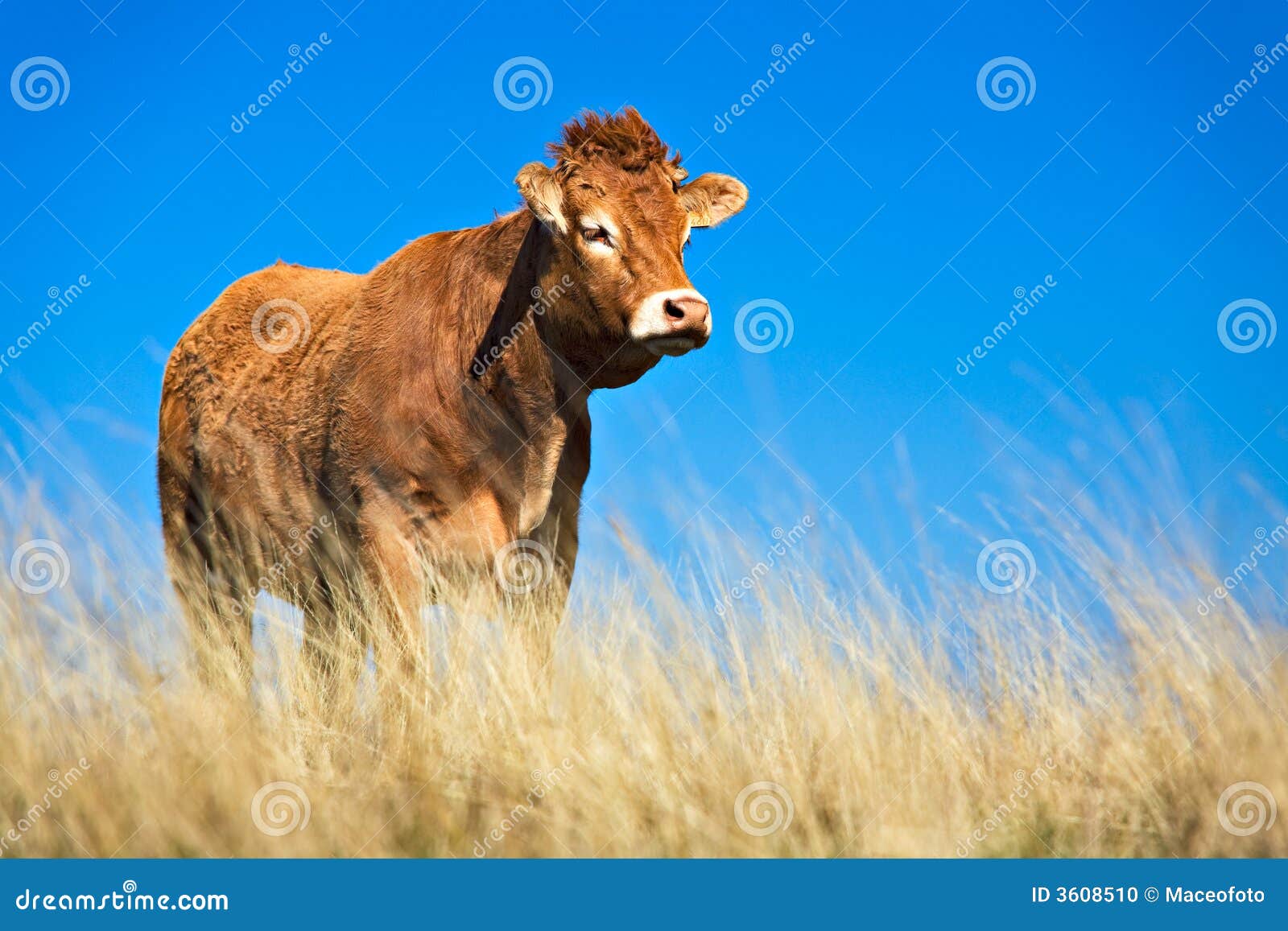 Vee. De stier van Limousin in Franse hooglanden (Aubrac)