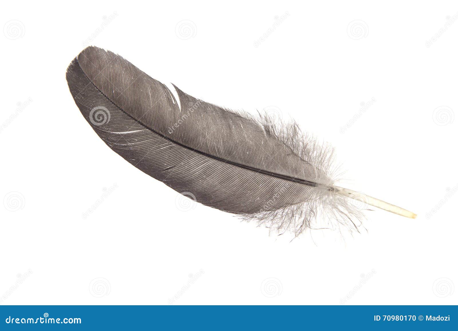 Veer van een vogel stock foto.