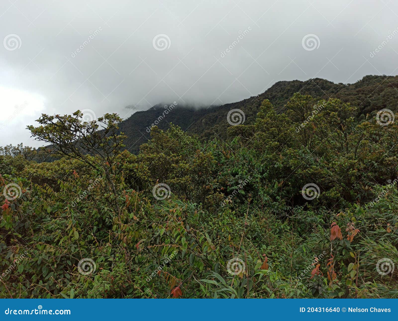 Foto de Vegetação De Altitude Elevada e mais fotos de stock de América  Latina - América Latina, América do Sul, Cayambe - Vulcão - iStock