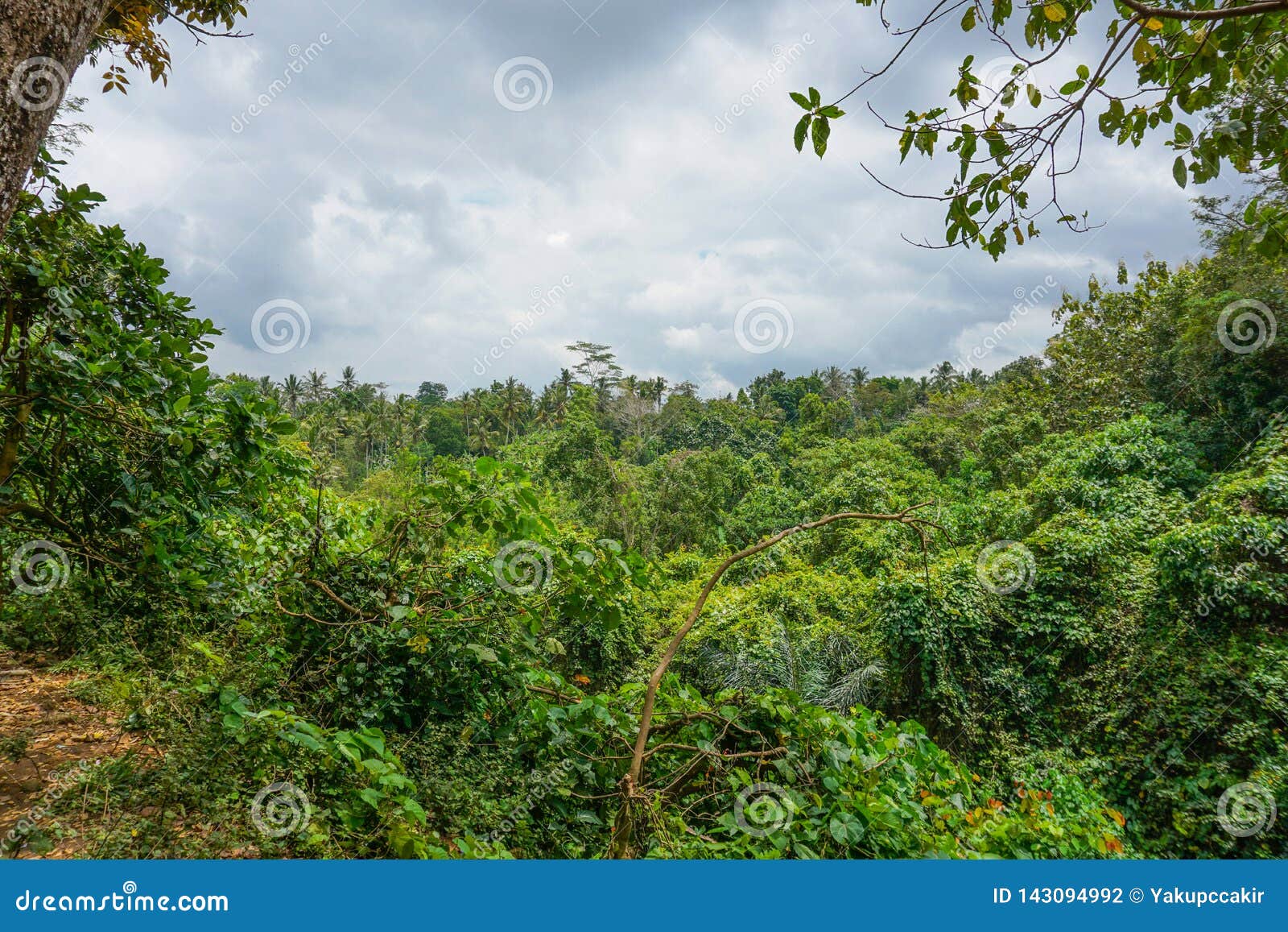 No Matagal De Uma Floresta Densa. Fundo Das Árvores Da Floresta