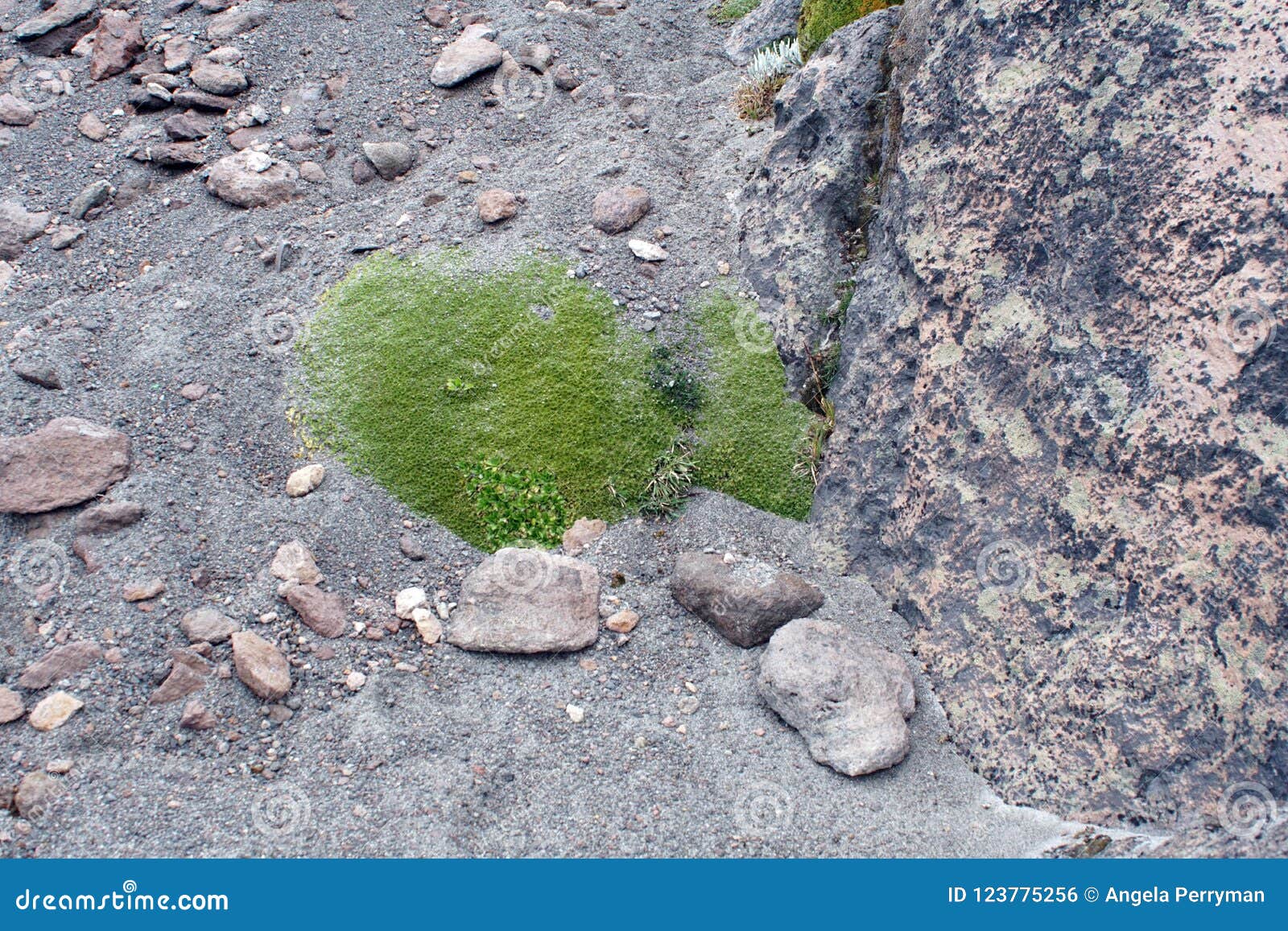 Foto de Vegetação De Altitude Elevada e mais fotos de stock de América  Latina - América Latina, América do Sul, Cayambe - Vulcão - iStock