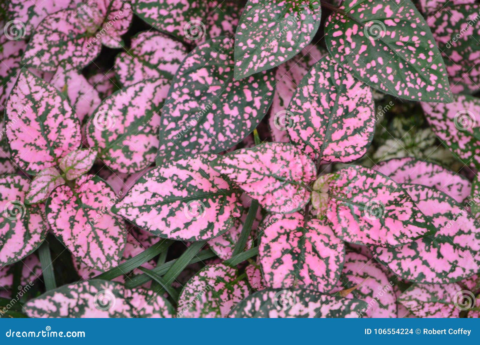 Vegetação Rasteira Cor-de-rosa E Verde Foto de Stock - Imagem de folhagem,  verde: 106554224