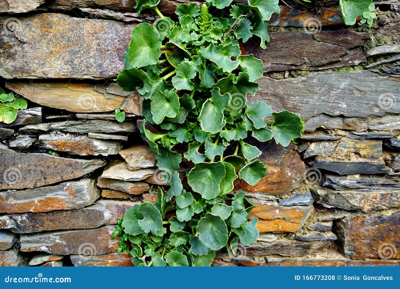 Muro De Pedra Rústica Com Vegetação Crescendo Sobre Ele Foto de Stock -  Imagem de espalhar, verde: 204125440