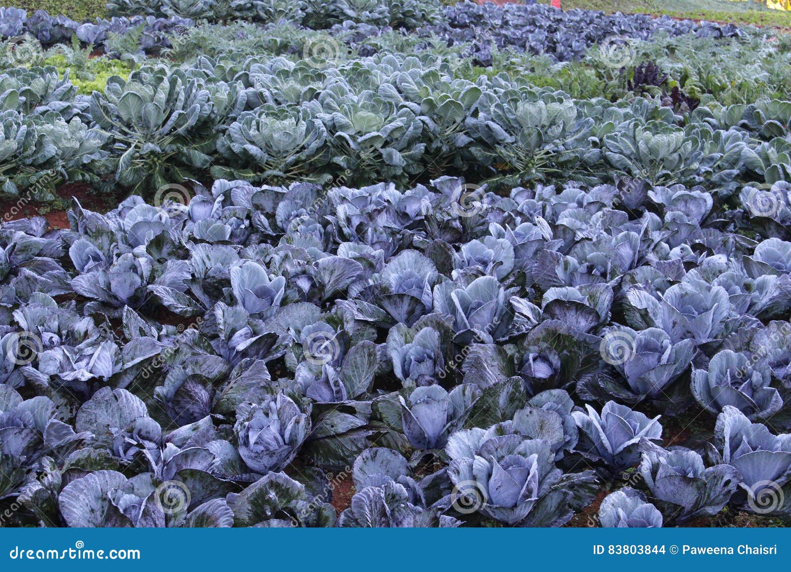 Vegetable stock photo. Image of dewdrop, greenleaf, winterseason 83803844