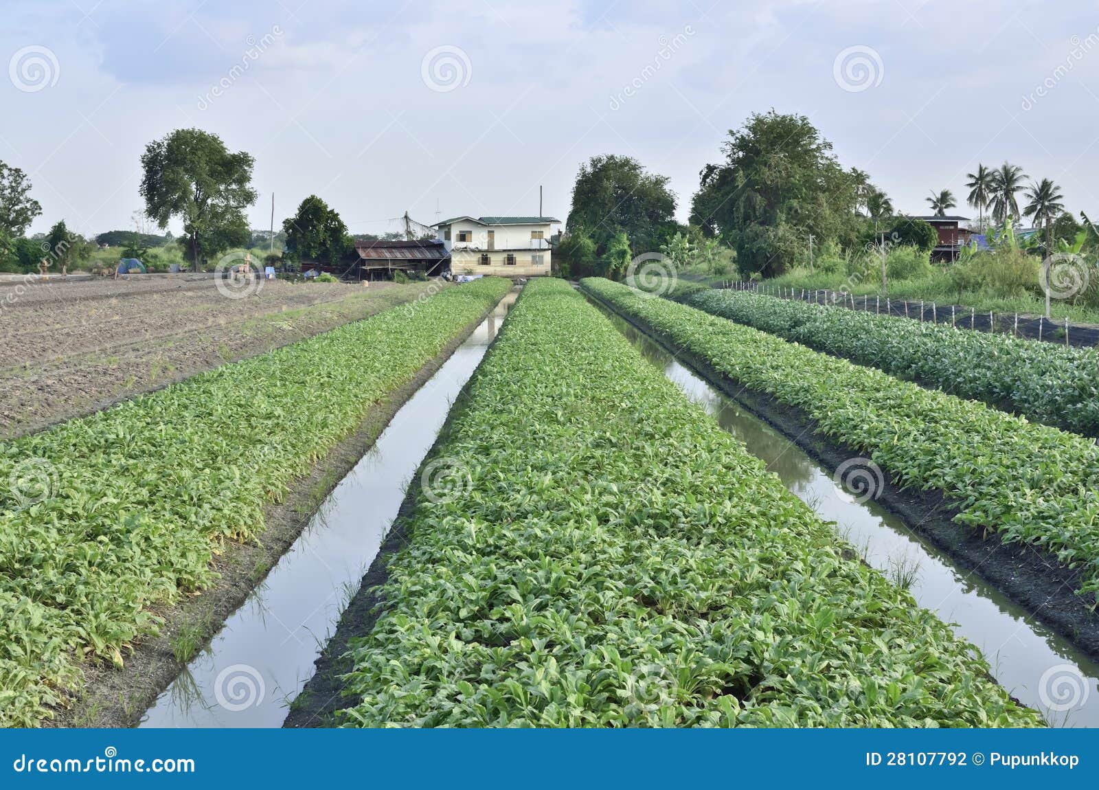 Vegetable bed stock photo. Image of farmer, healthy, line 28107792