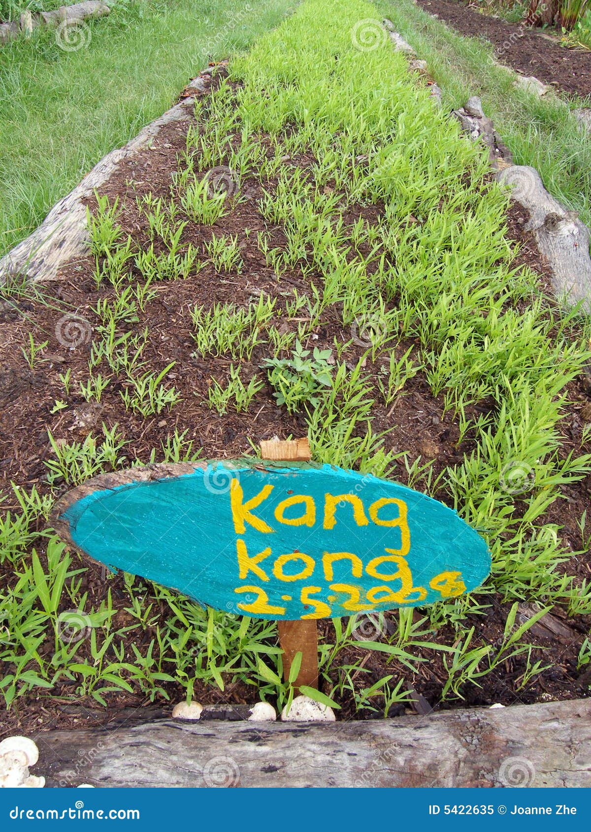 Vegetable Beds, Organic Farm Stock Image Image of cultivated, global