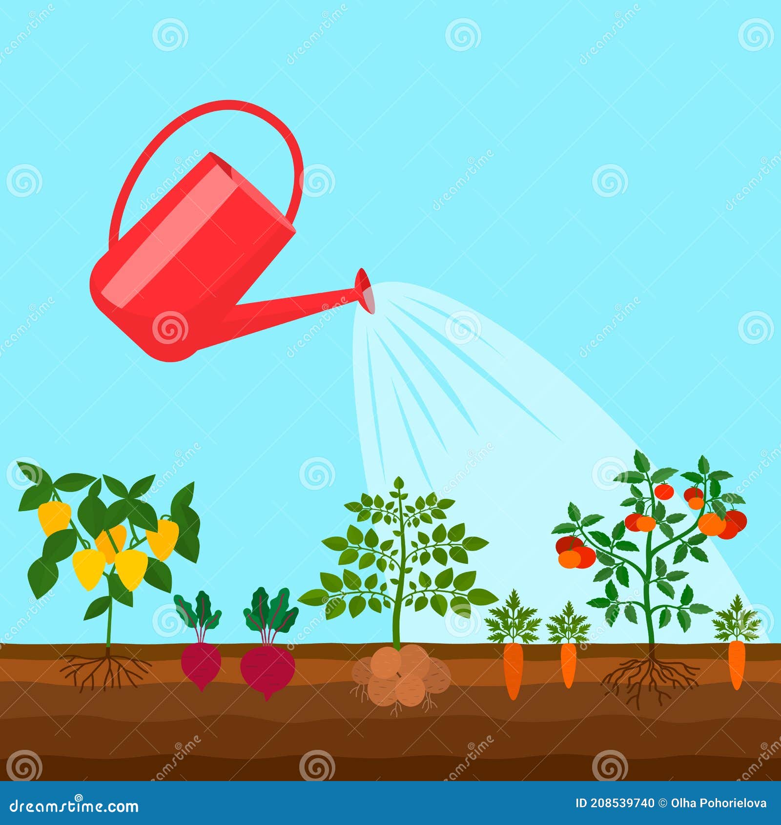 The Vegetable Beds are Watered by a Garden Watering Can. Stock Vector ...