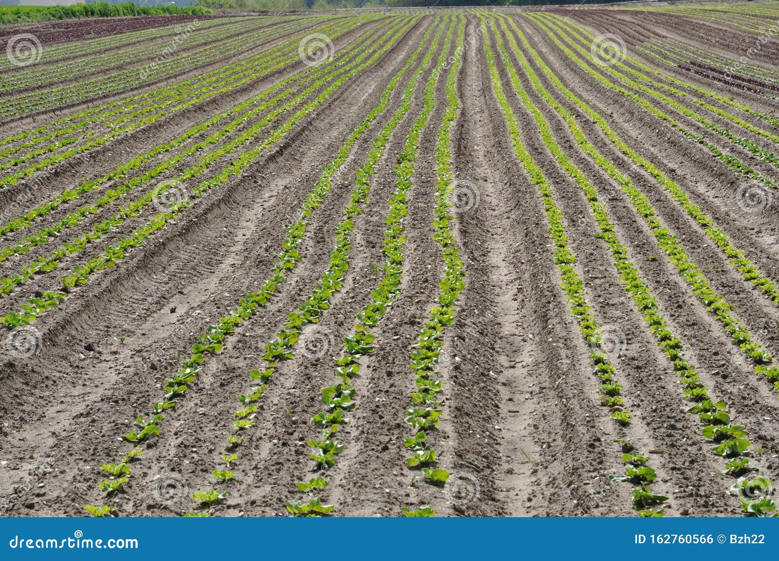 Vegetable Crops in Normandy Stock Photo Image of fertile, spring