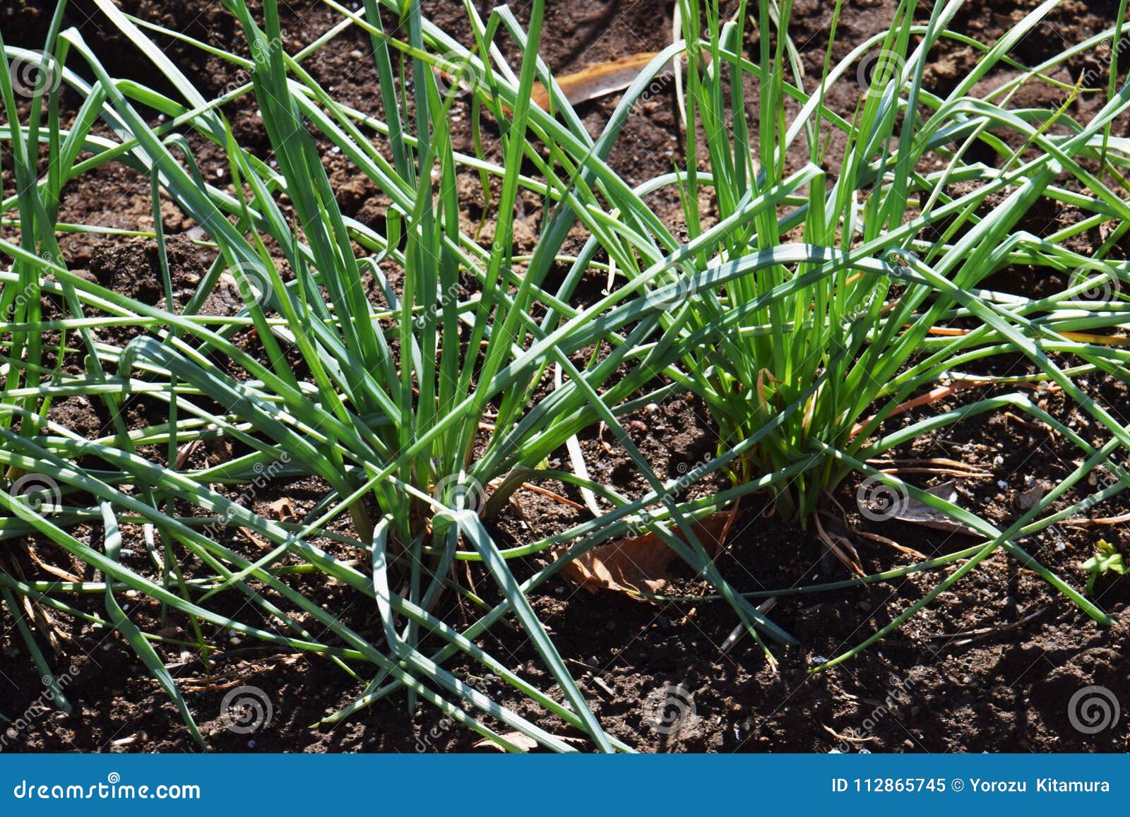 Shallot stock image. Image of agriculture, kanagawa 112865745