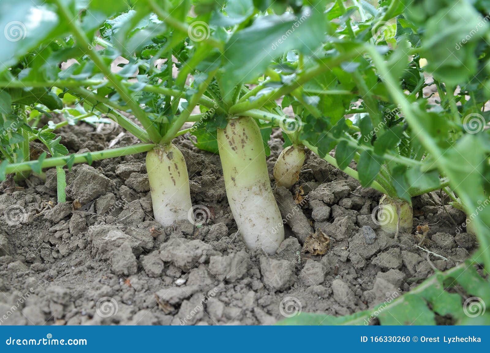 Daikon Radish Grows in Organic Open Ground Stock Photo Image of green