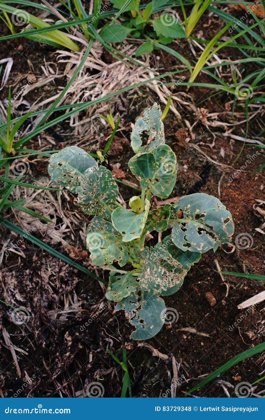 Vegetable Damage from Flea Beetle Stock Photo Image of health, fresh 83729348