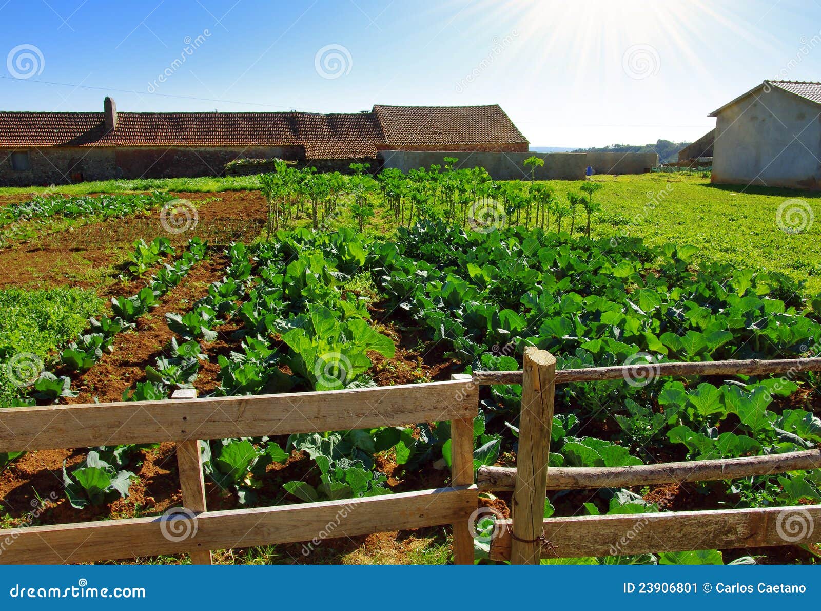 Vegetable Farm Stock Image Image 23906801