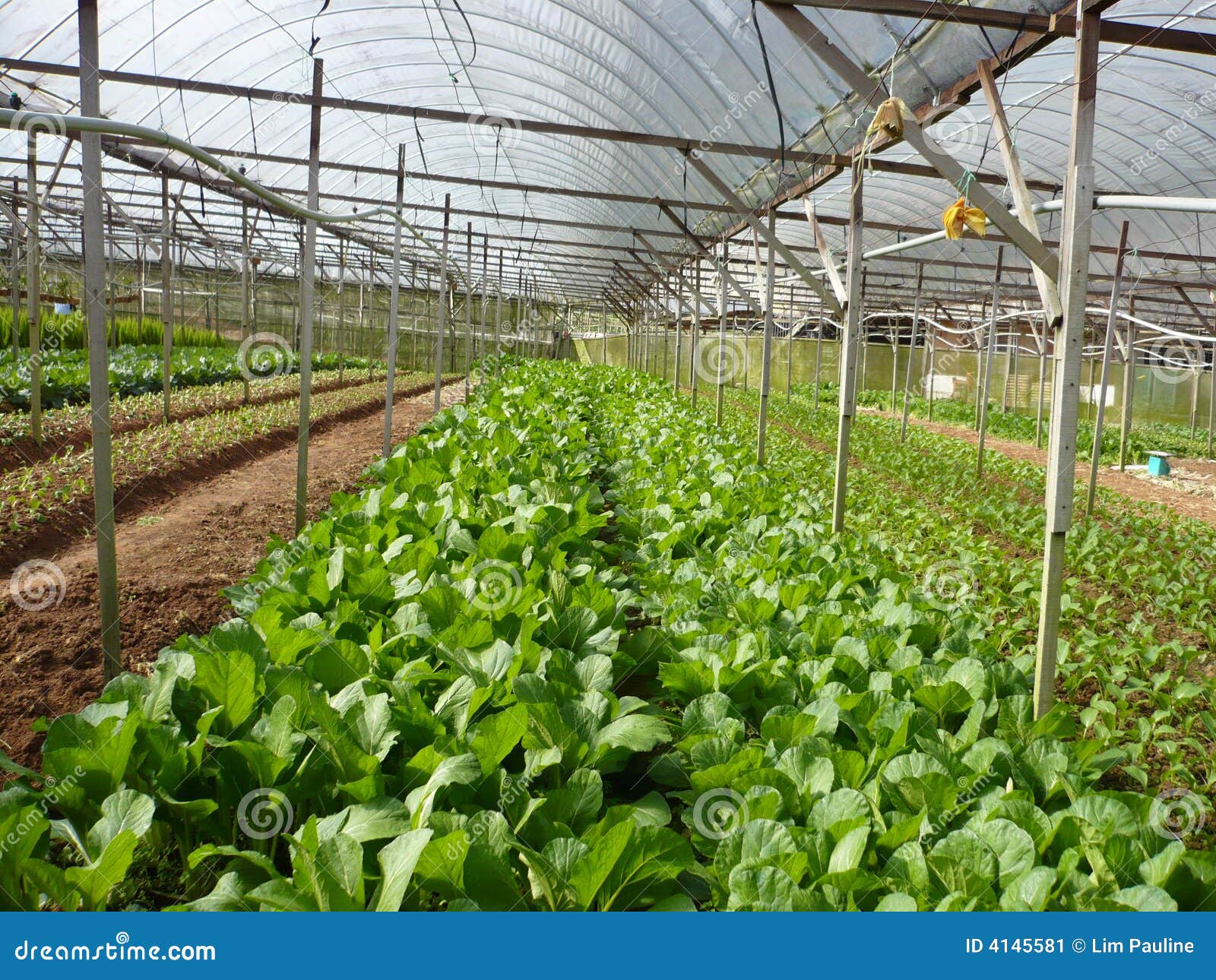 VEGETABLE FARM stock image. Image of plants, cabbages 4145581