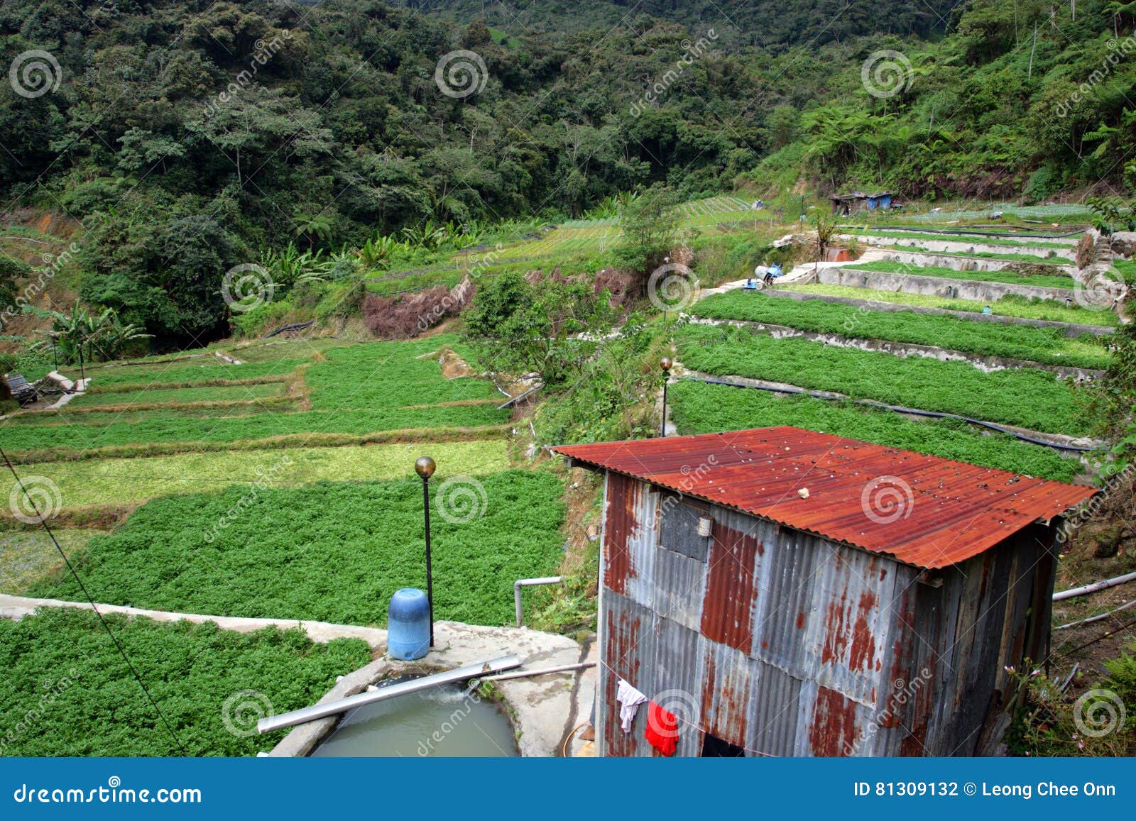 Vegetable Farm at Cameron Highlands, Malaysia Stock Photo Image of