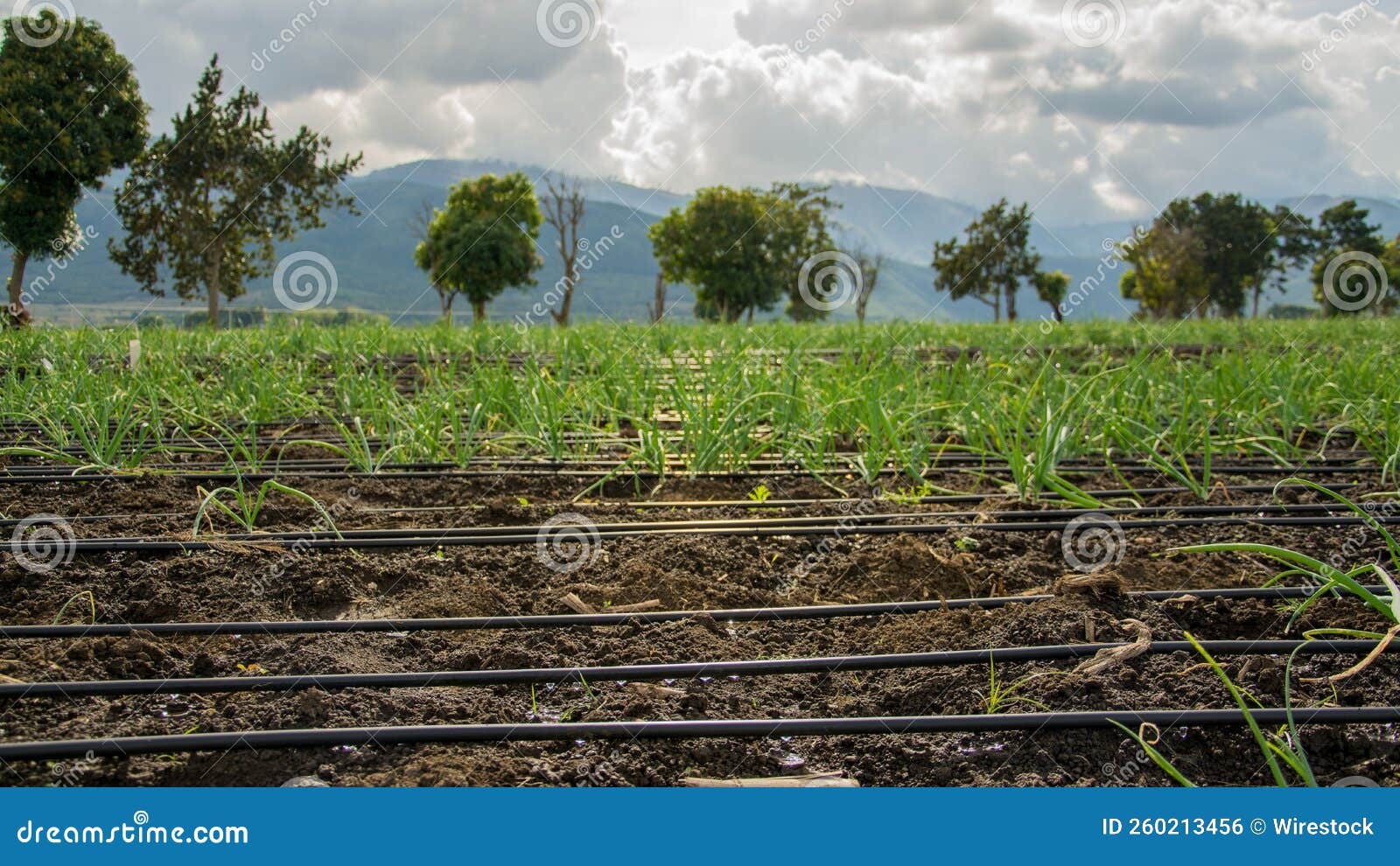 Vegetable Farm in the Dominican Republic Stock Photo Image of field