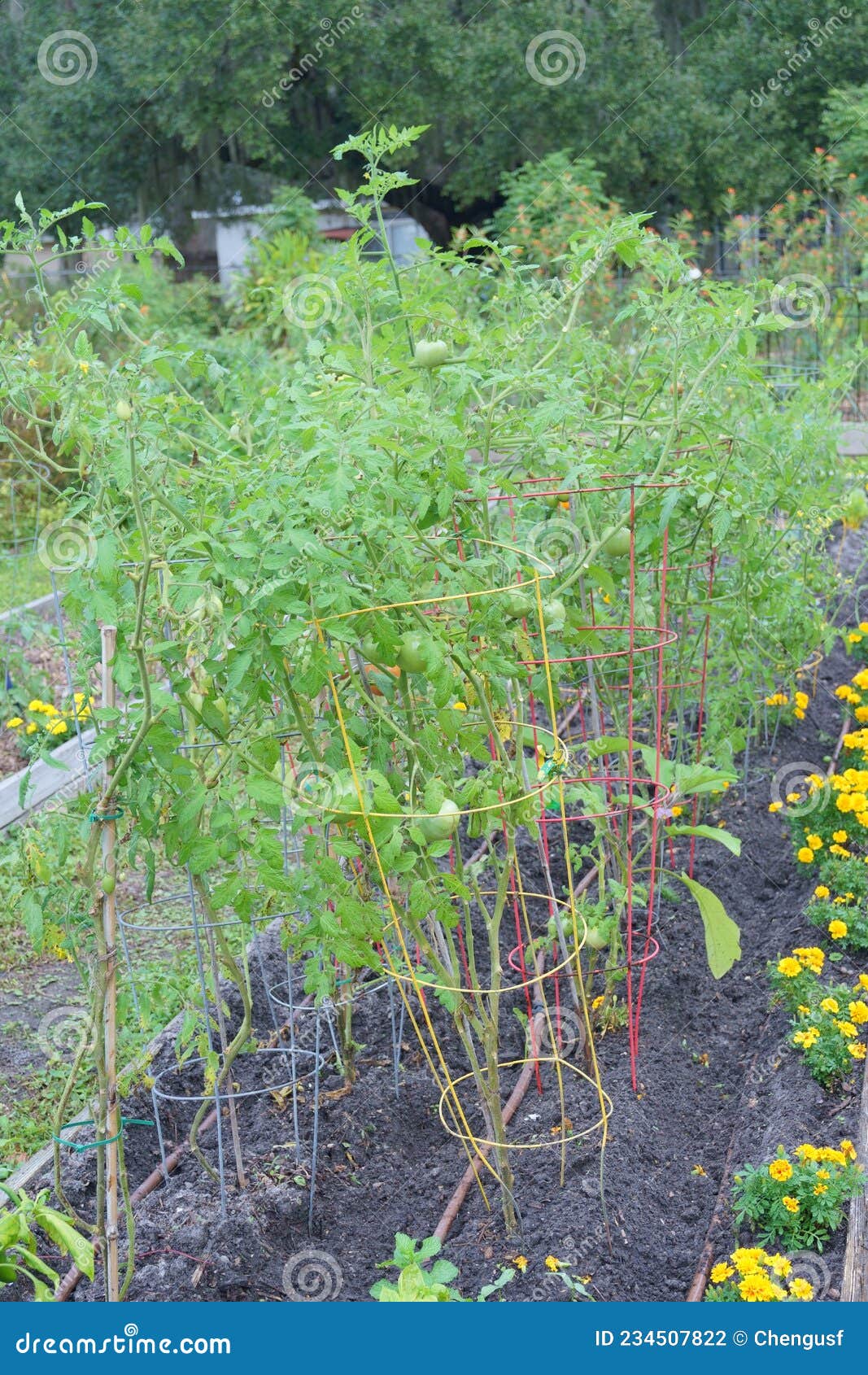 Vegetable Farm in Florida in Winter Stock Photo Image of modern, kale