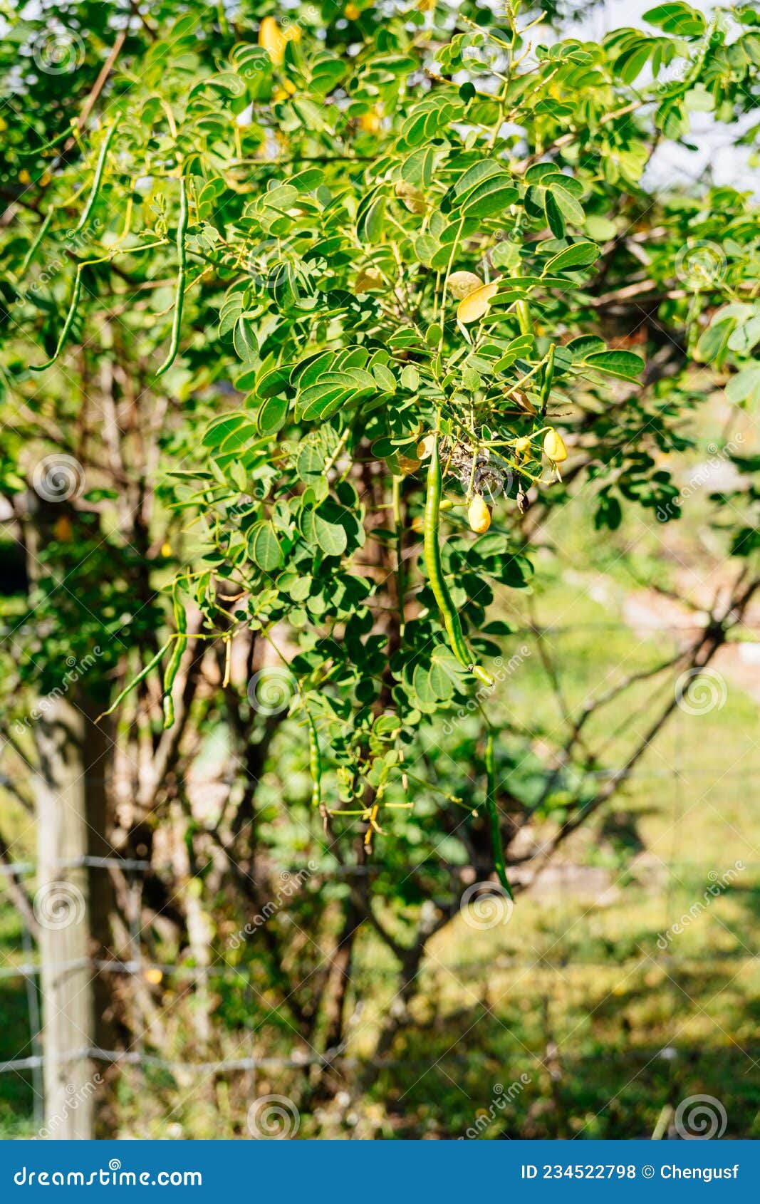 Vegetable Farm in Florida in Winter Stock Photo Image of earth