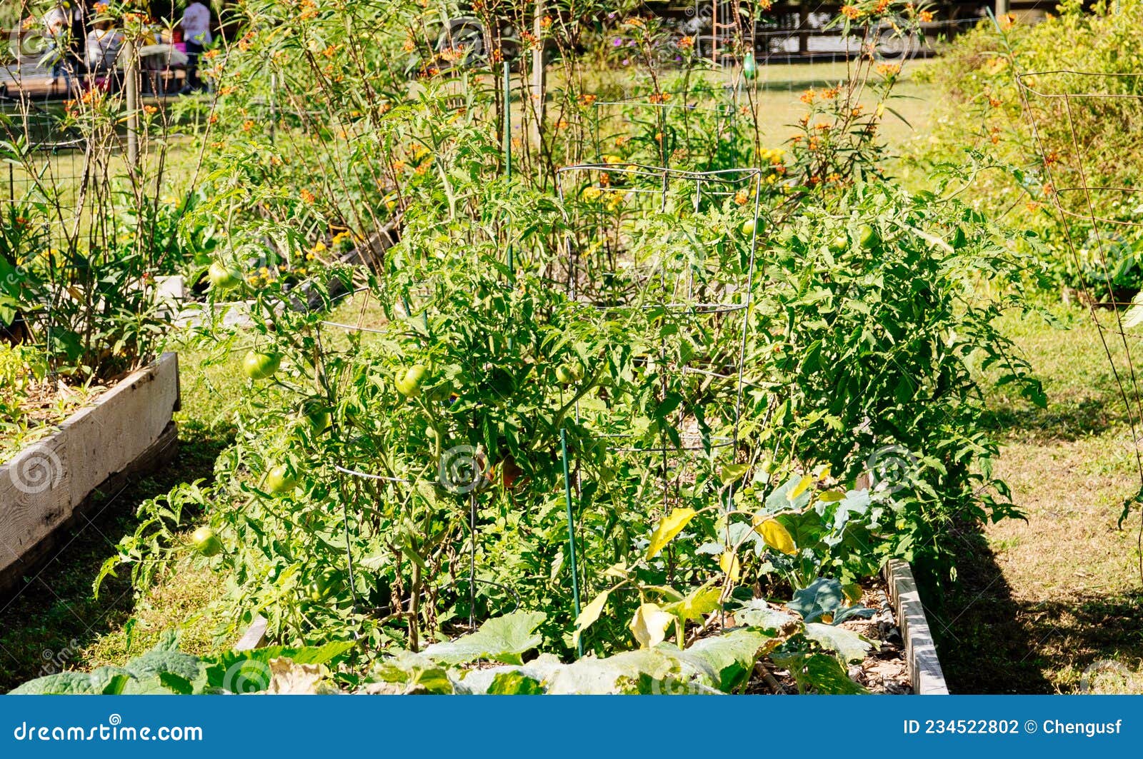Vegetable Farm in Florida in Winter Stock Photo Image of broccoli