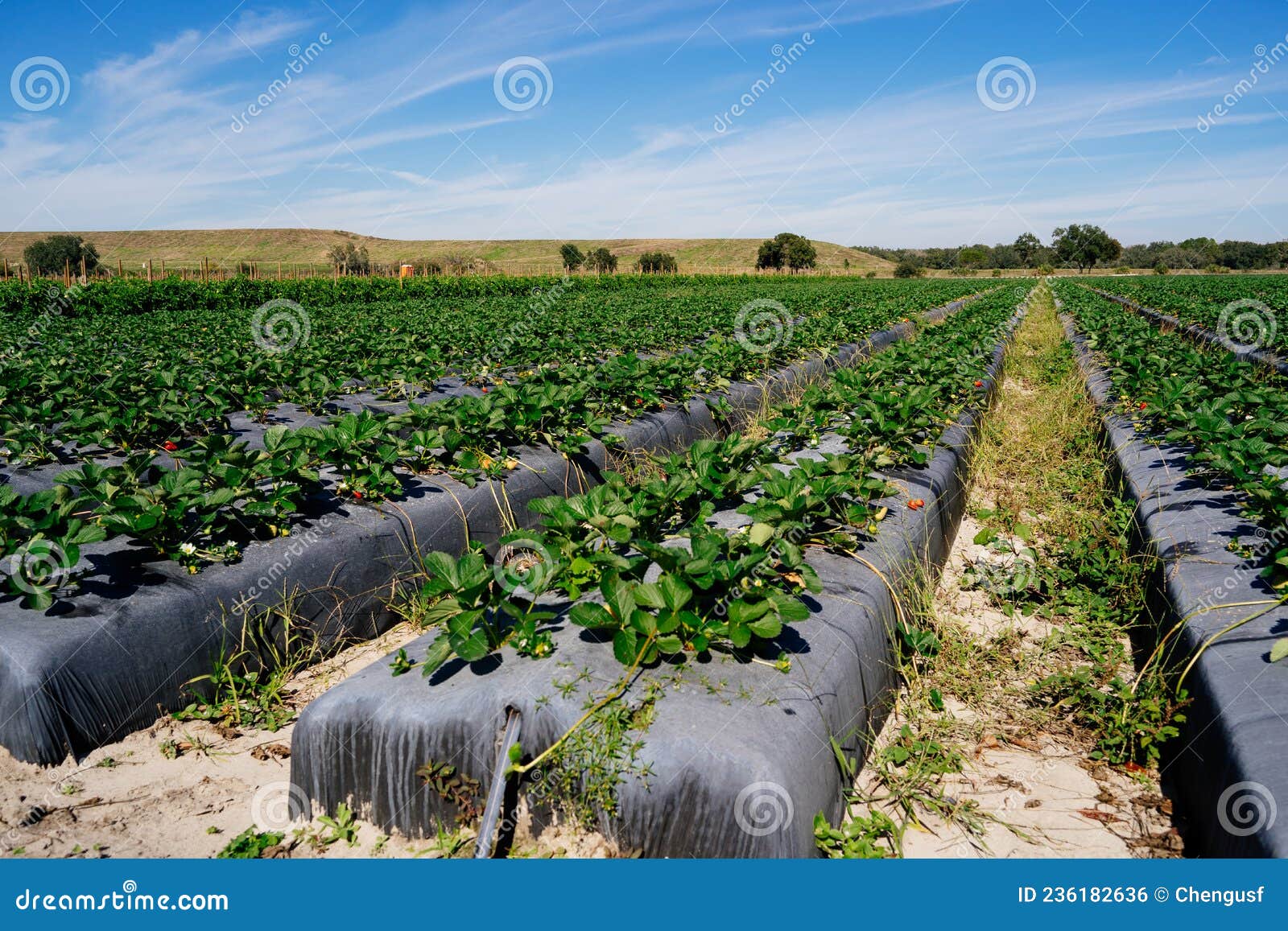 Vegetable Farm in Florida in Winter Stock Photo Image of broccoli