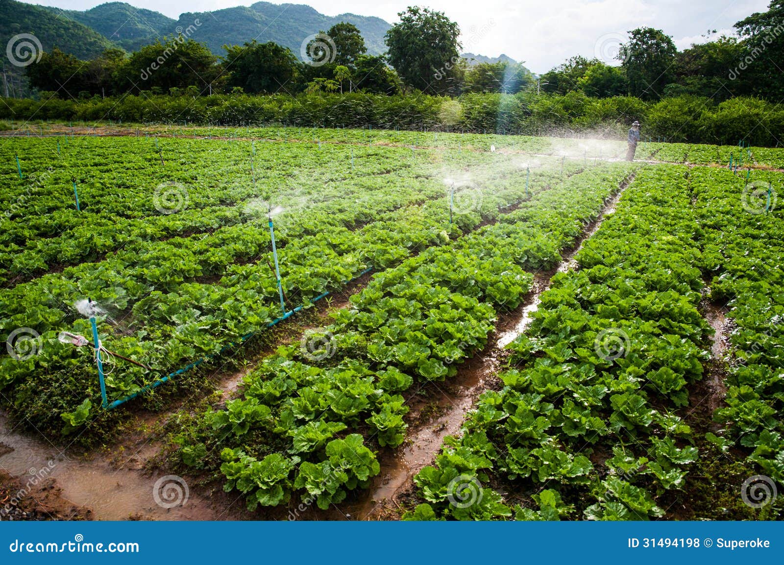 Vegetable farm stock photo. Image of growing, earth, greenhouse 31494198