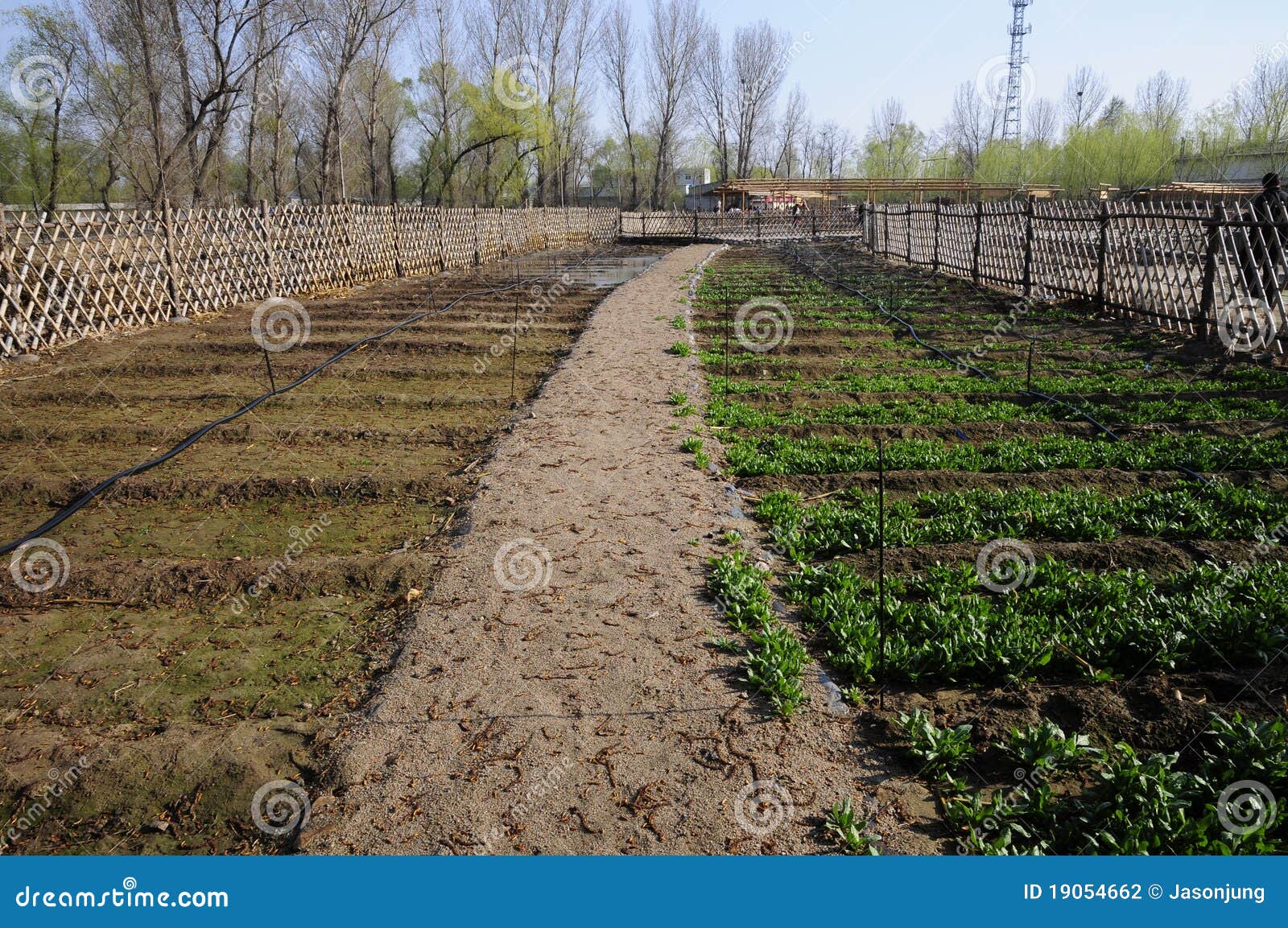 Vegetable Farm Land with Fence Stock Photo Image of outdoor, fence