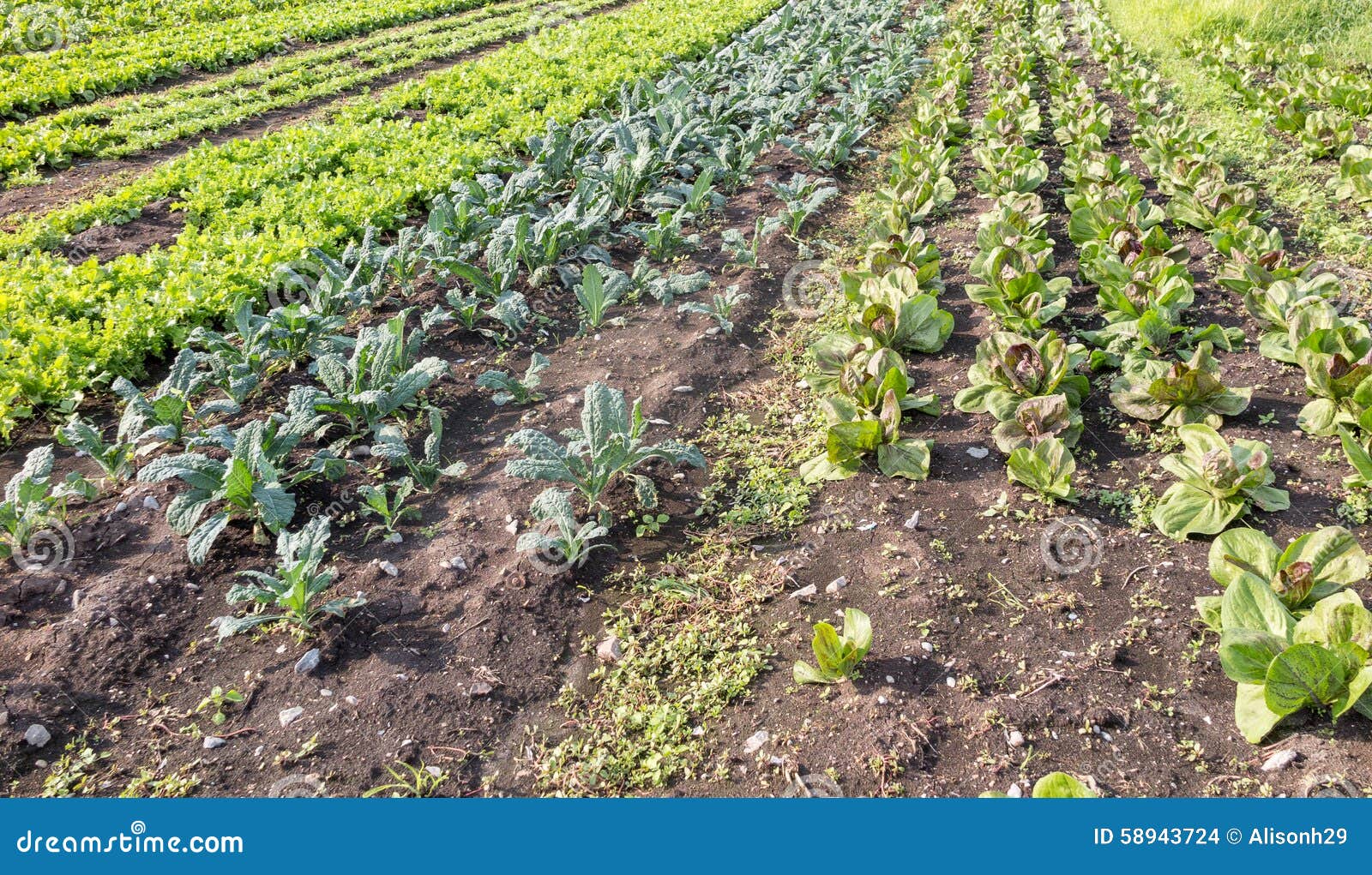 Vegetable Farm stock photo. Image of topsoil, farm, agriculture 58943724