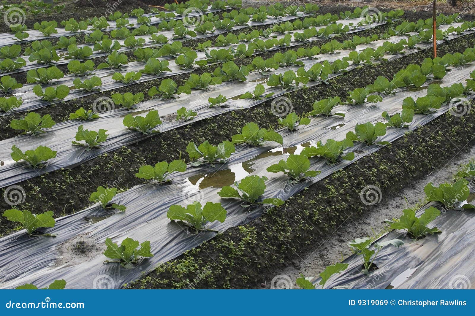 hydroponic gardening photos