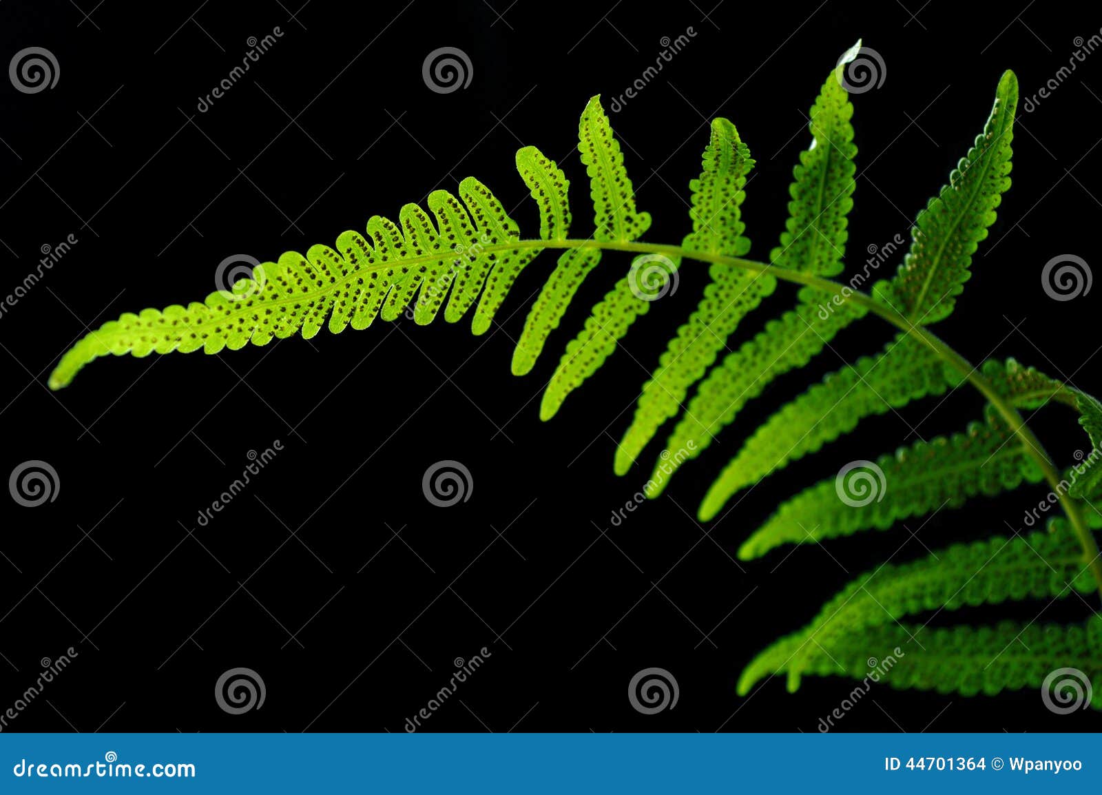vegetable fern