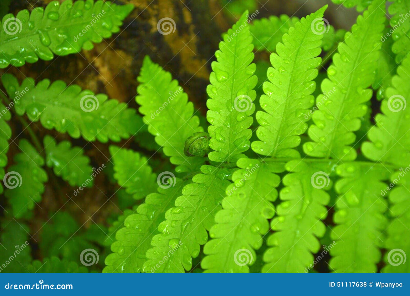 vegetable fern