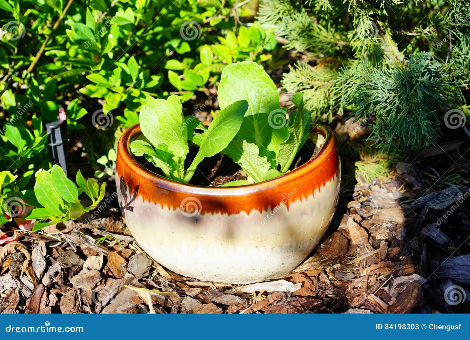 Vegetable in flower pot stock image. Image of blossom 84198303