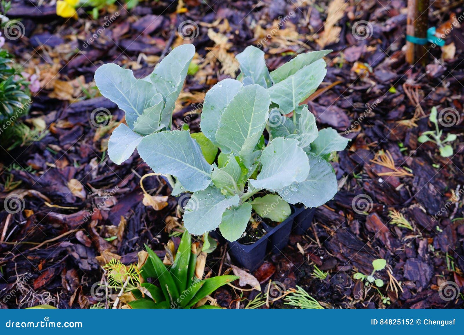 Vegetable in flower pot stock photo. Image of decoration 84825152