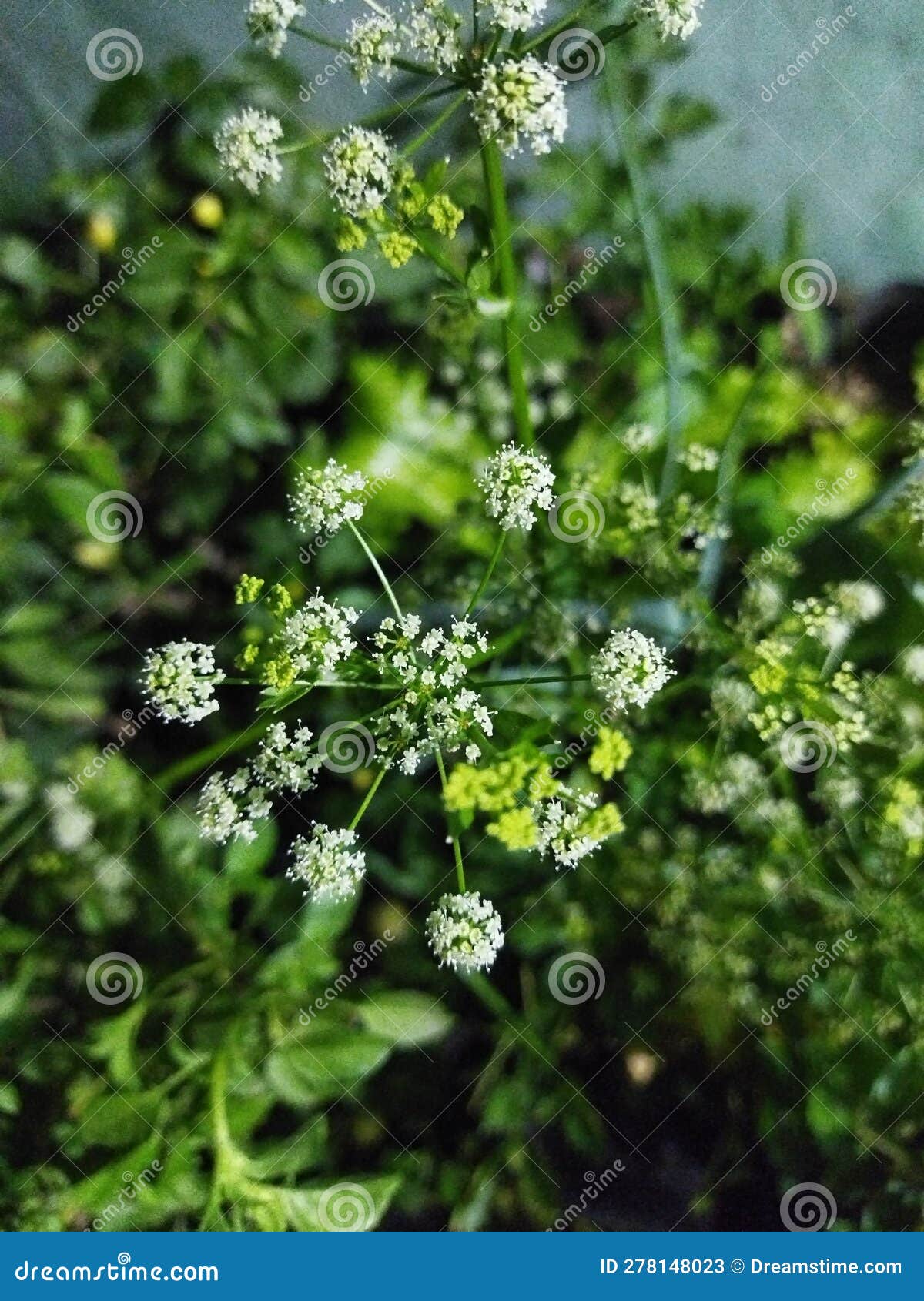 Vegetable Flowers that are Blooming at Night Stock Image Image of