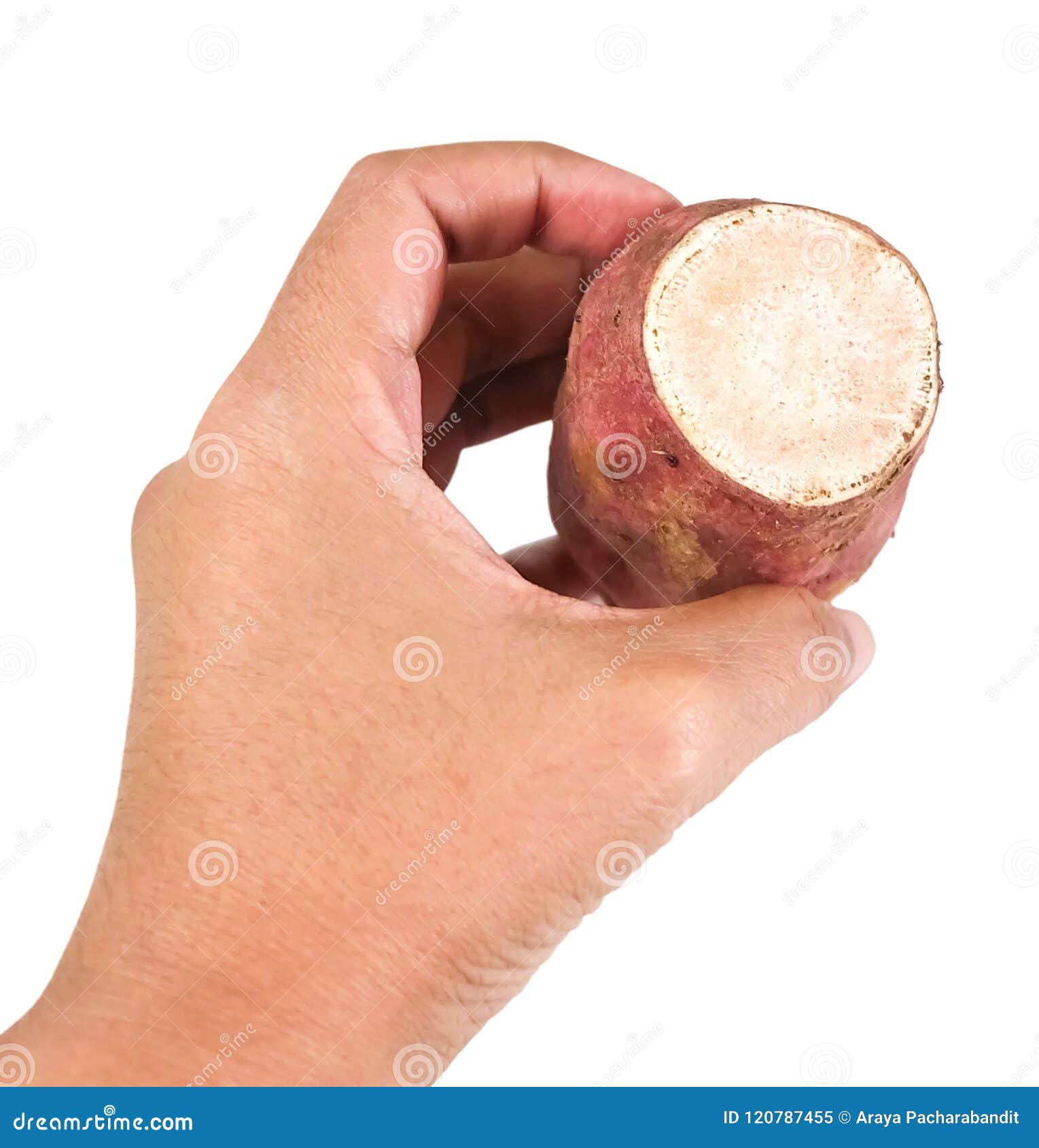 hand hodling raw sweet potato on white background
