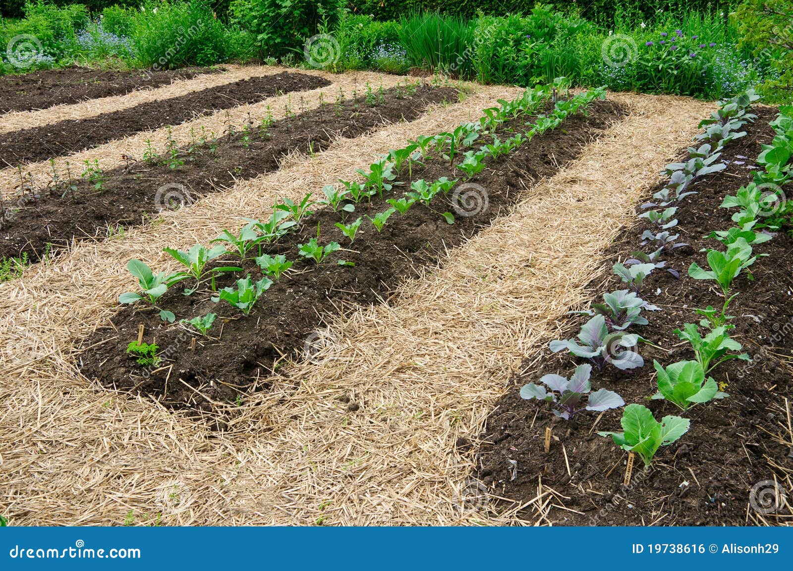 Vegetable Garden Royalty Free Stock Image - Image: 19738616