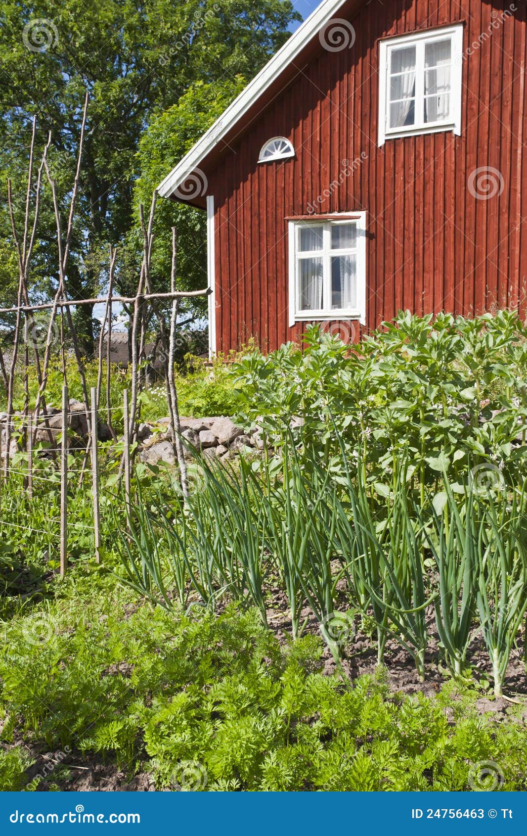 Vegetable garden stock image. Image of cottage, growing - 24756463