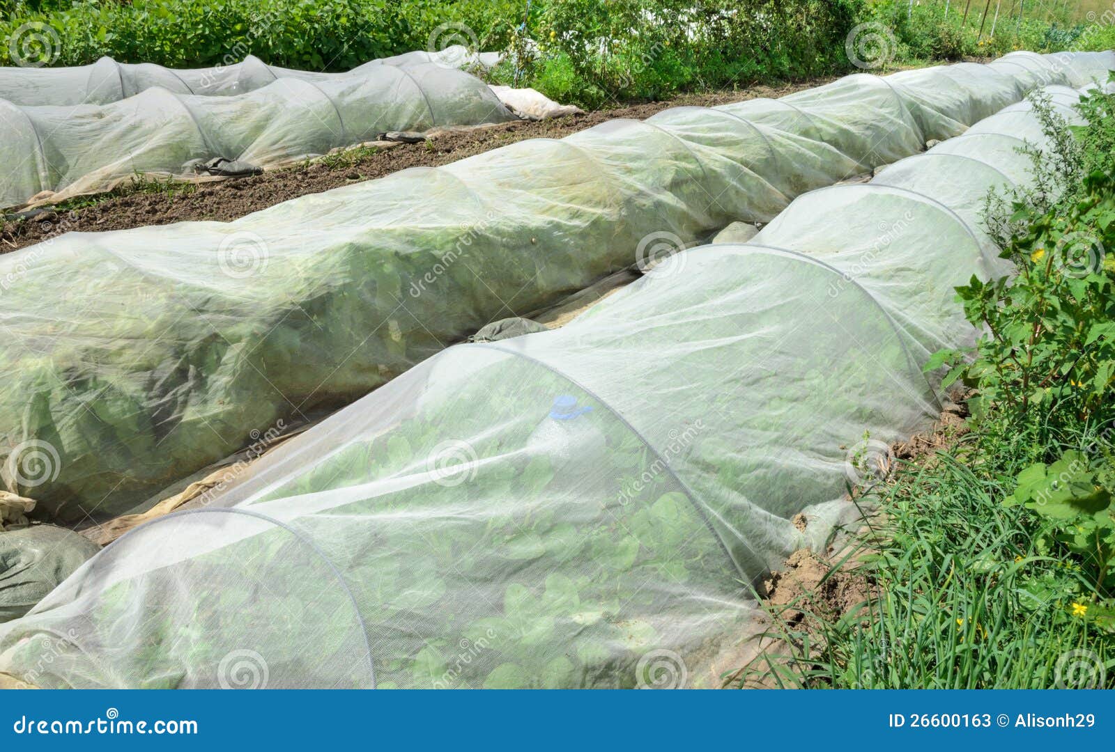 vegetable garden