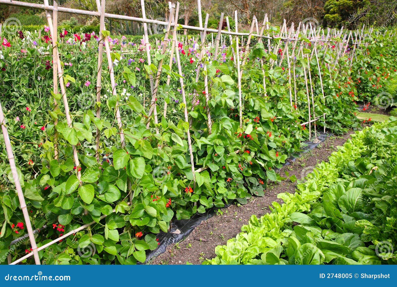 A Vegetable Garden. Royalty Free Stock Photo - Image: 2748005