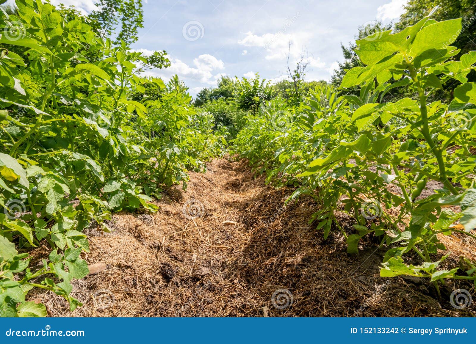 Vegetable Garden, Agriculture, Potato Beds Stock Photo Image of plant