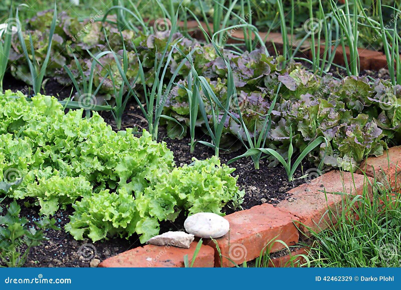 vegetable garden bed