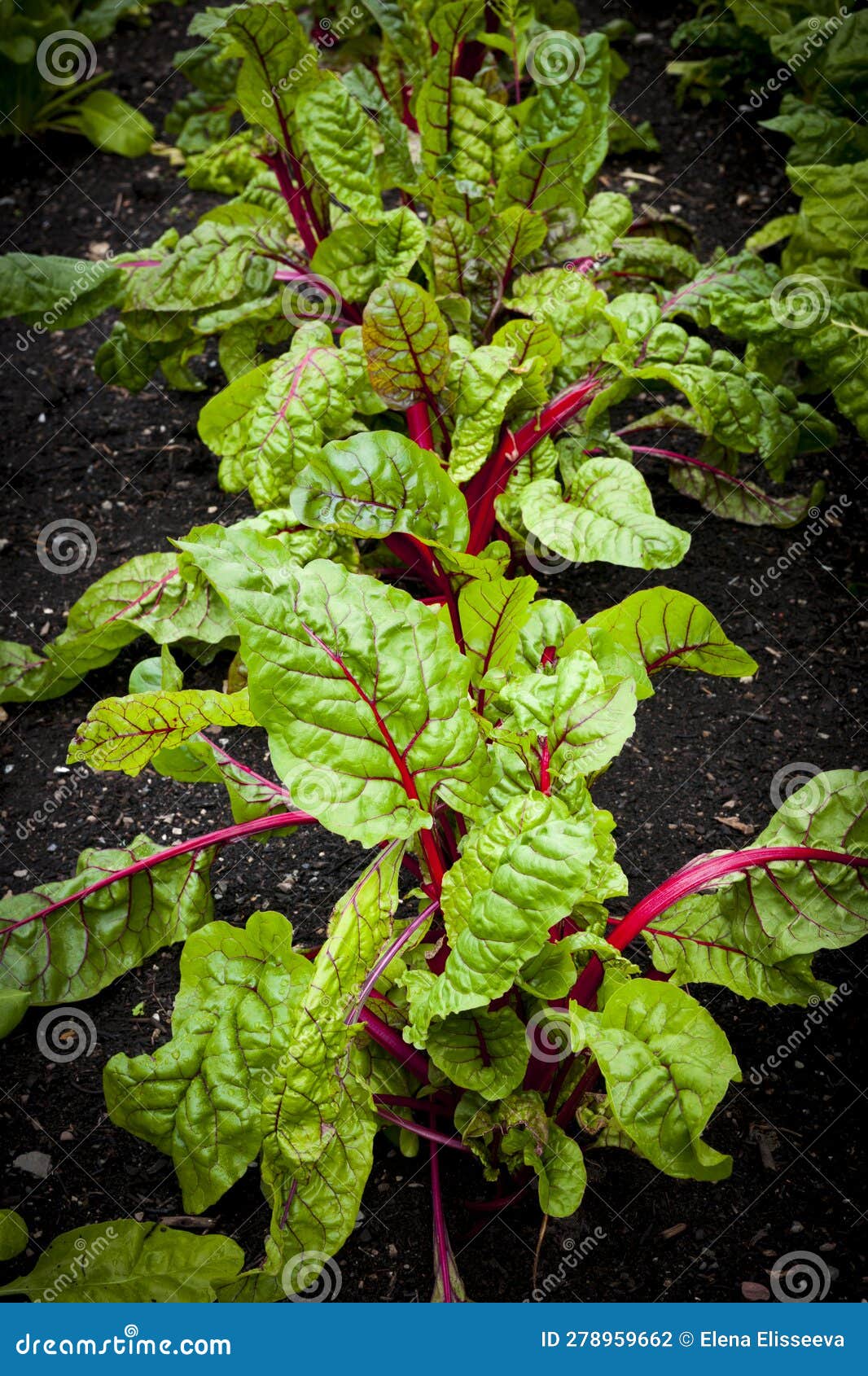 Vegetable garden beets stock photo. Image of growing 278959662