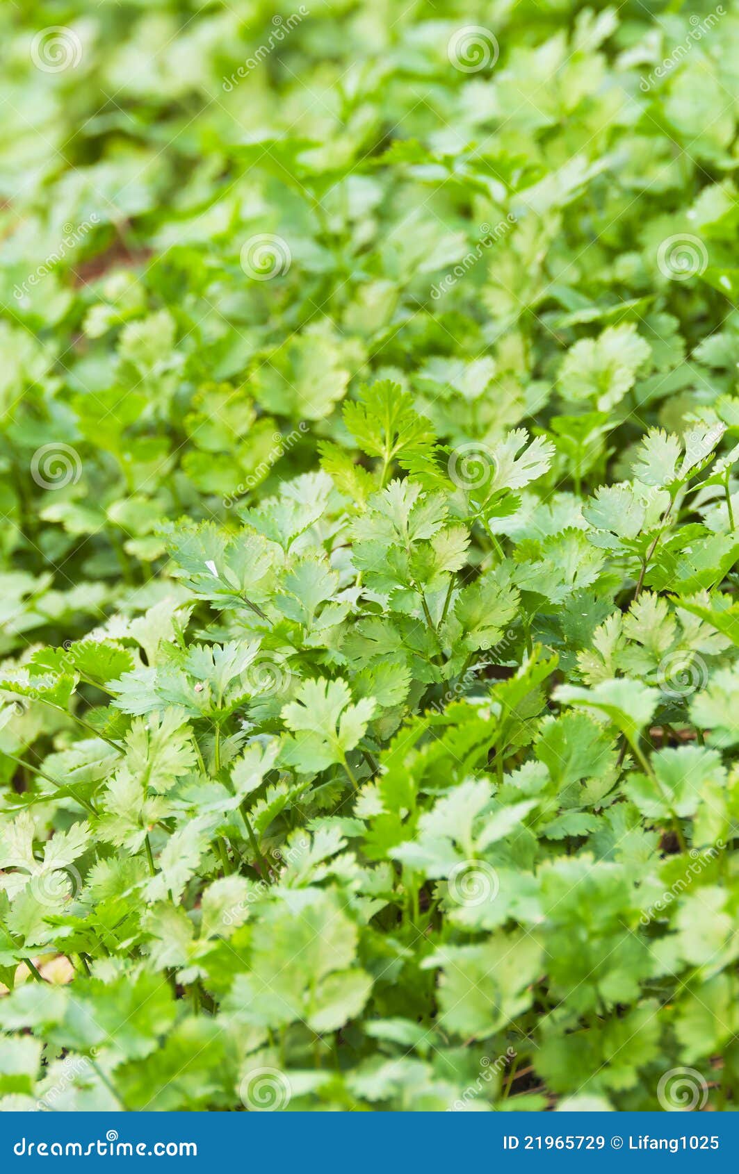 Vegetable Gardencoriander Leaves Stock Image Image of spring