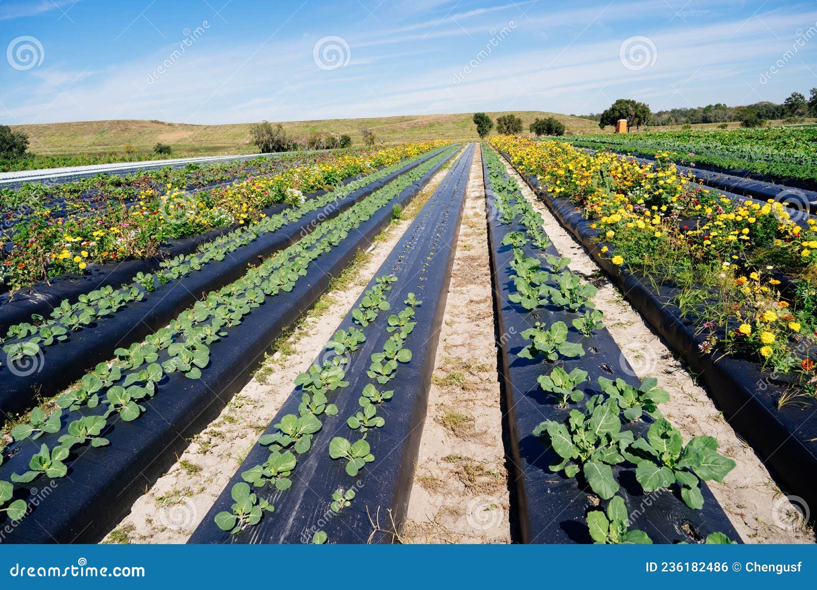 Vegetable Garden in Florida in Winter Stock Photo Image of florida