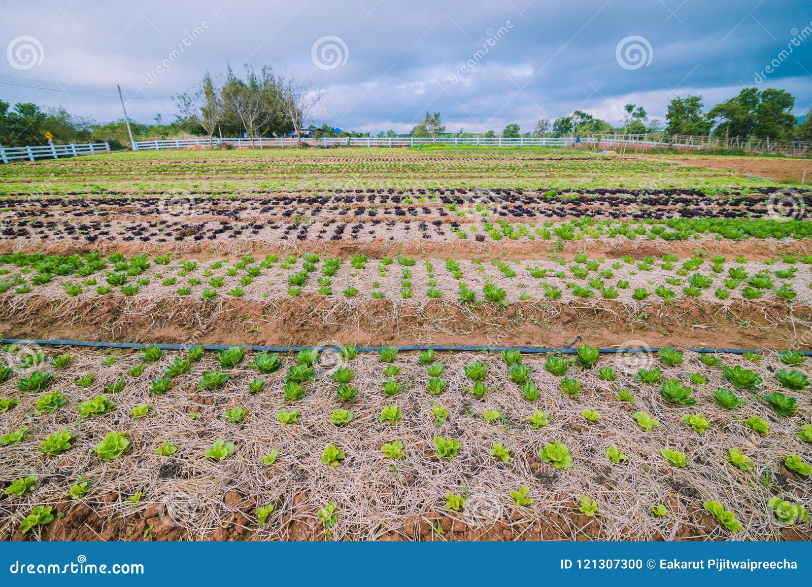 Vegetable Garden on the Hill Stock Photo Image of house, environment