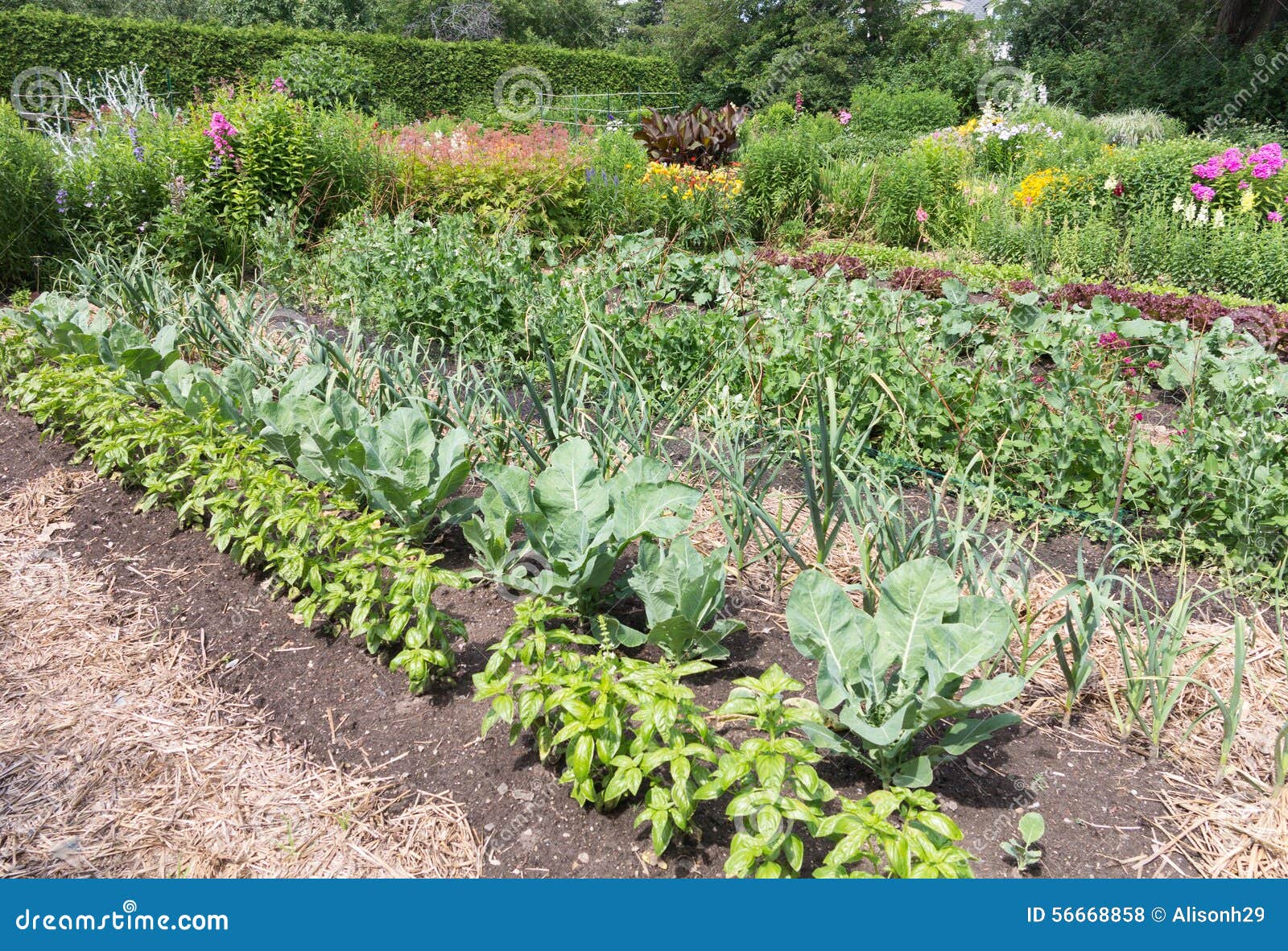 vegetable garden