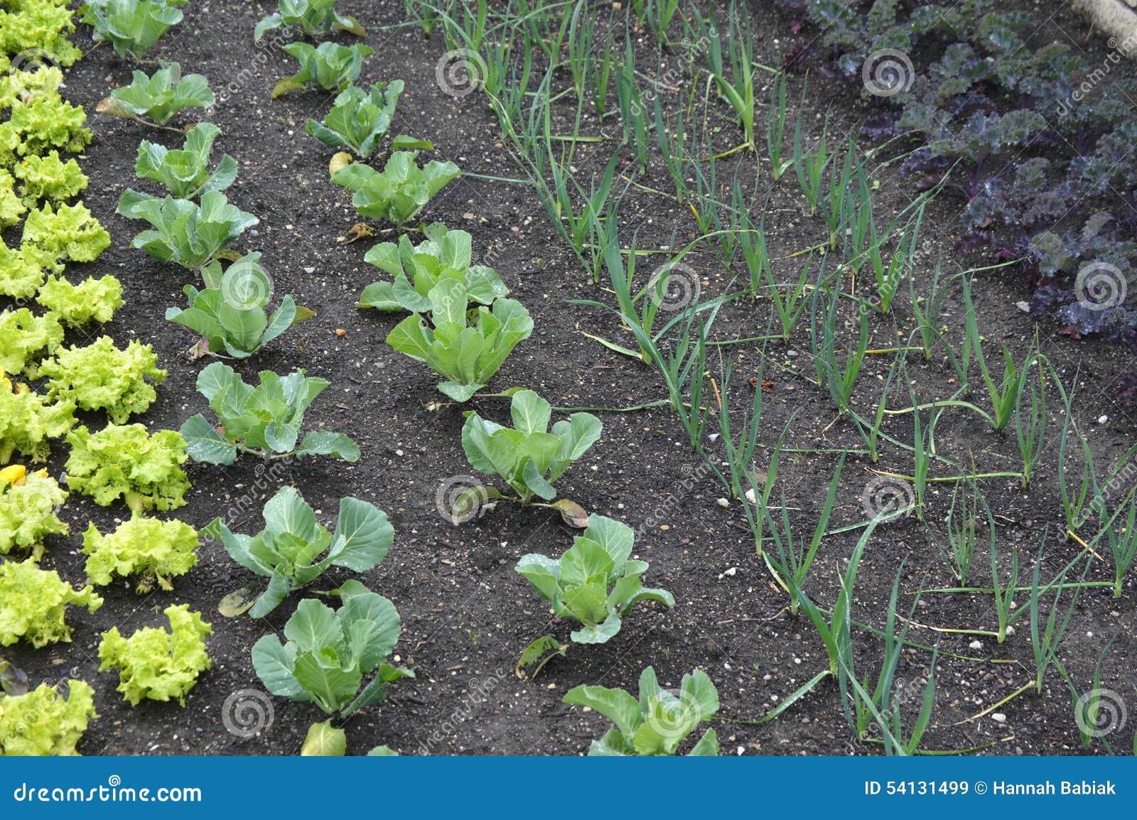 vegetable garden