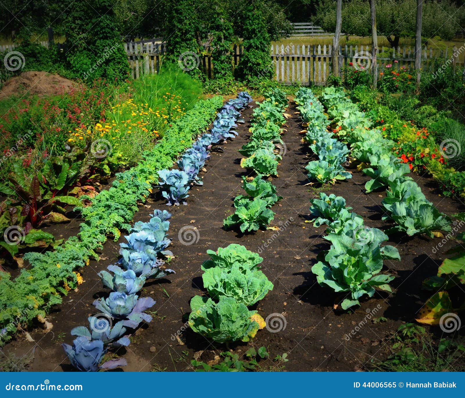 vegetable garden