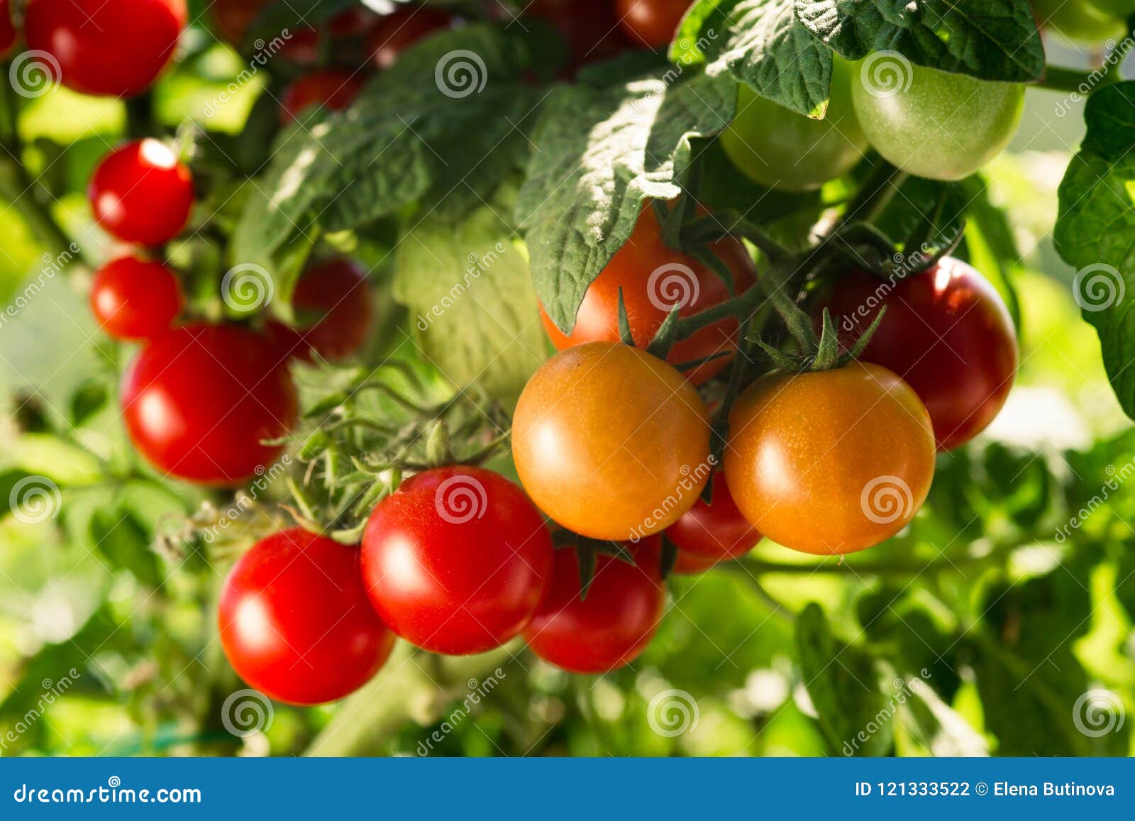 vegetable garden with plants of red tomatoes.