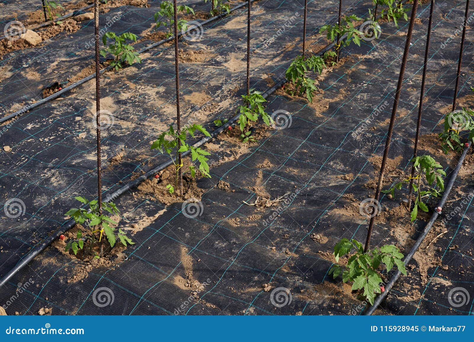 Vegetable Garden with Plastic Sheet Covered the Ground. Stock Image